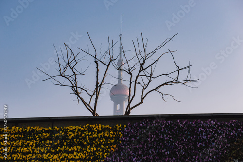 The iconic Oriental Pearl Tower rises, partially obscured by the tree, creating a striking contrast between nature and modern architecture.