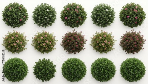 Fototapeta Naklejka Na Ścianę i Meble -  A collection of fifteen top-down views showcasing spherical shrubs in varying stages of bloom, with some displaying pink and white flowers against vibrant green foliage, 