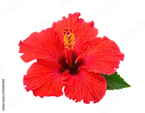 Vivid red hibiscus flower with yellow pistils and a green leaf, on black background