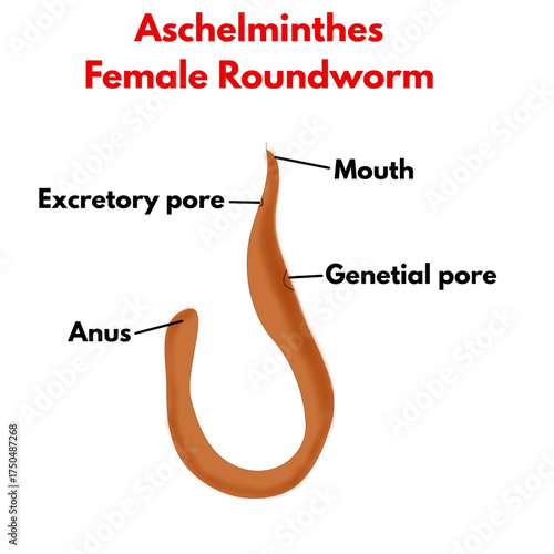 aschelminthes roundworm  female with labelled parts biology diagram educational science.eps
