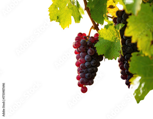 Ripe purple grapes hanging from a vine amidst green leaves against a black background
