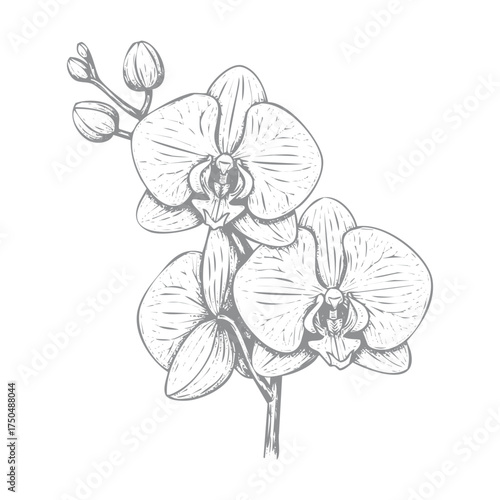 Elegant orchid branch vector illustration scalable flower design for floral projects isolated on white background