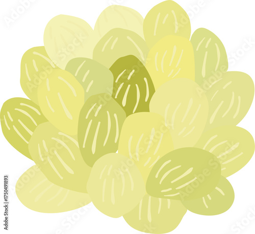 ranslucent White-Yellow Haworthia
