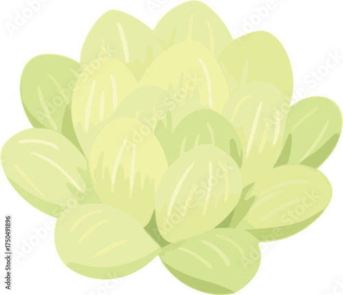 Translucent White-Green Haworthia