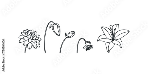 Line drawing collection of diverse flower blossoms and buds