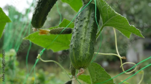 Wallpaper Mural Ripe large cucumber hanging on a stem on a garden trellis in a vegetable bed. Growing and harvesting cucumbers. Fresh organic vegetables in a healthy diet and nutrition concept Torontodigital.ca