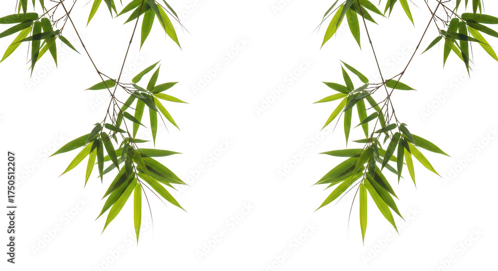 Obraz premium Fresh Green Bamboo Leaves Framing Black Background With Copy Space
