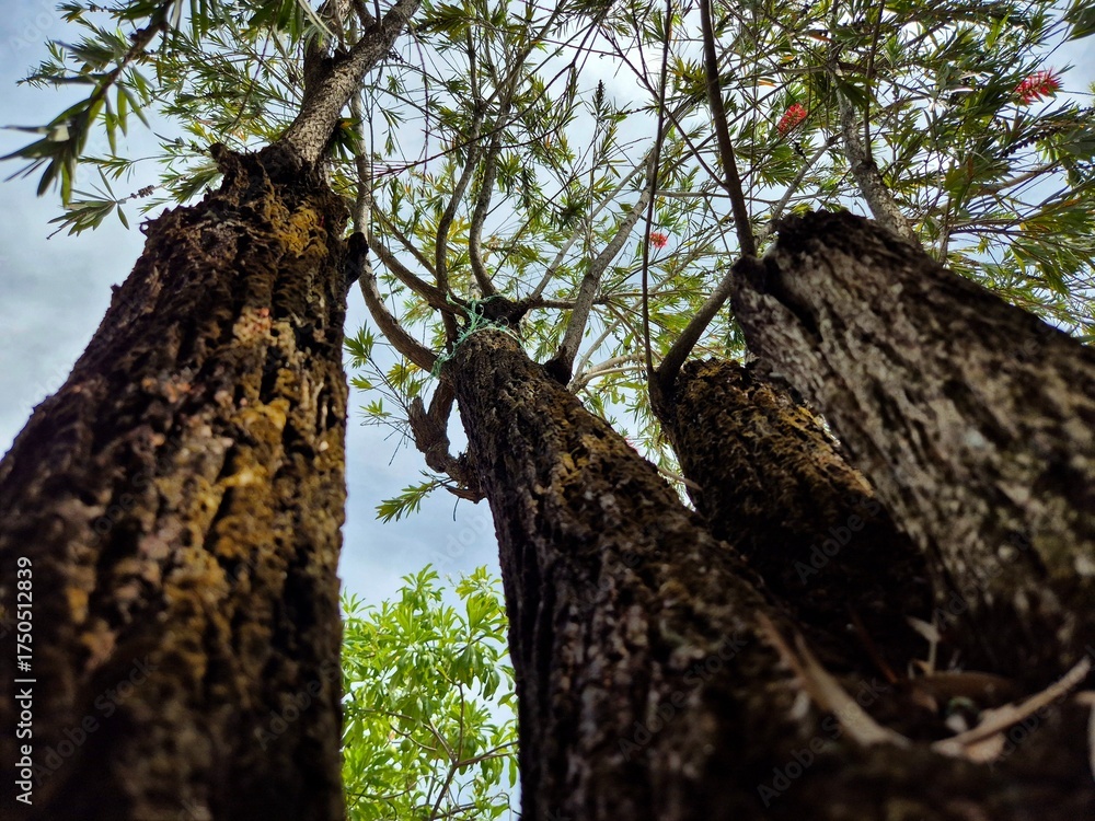 Obraz premium Upward view of tall tree trunks with rough bark and green leaves against sky