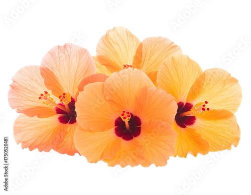 Wallpaper Mural Group of open, tropical blooms with vibrant orange petals and dark centers Torontodigital.ca