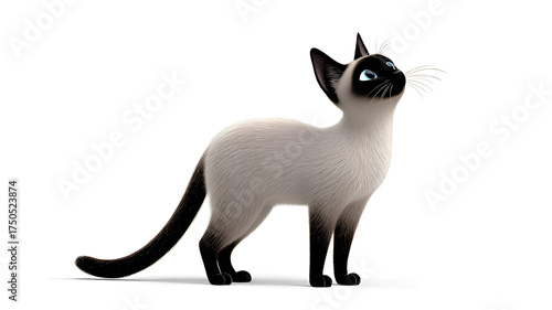 siamese cat isolated on white