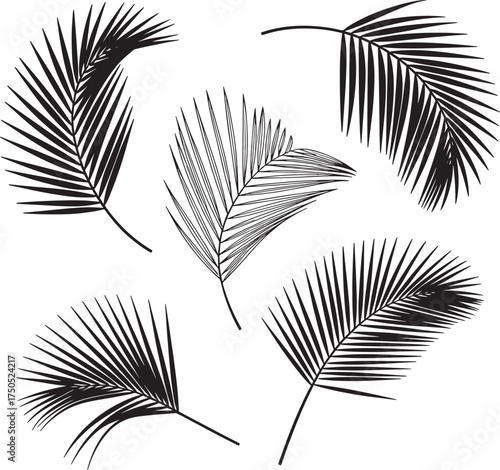 Black silhouette palm leaves on white background tropical foliage collection leaf nature