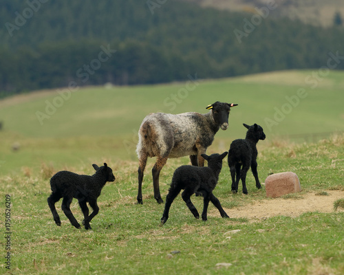 An adult Gotland sheep eating hay, with three black lambs following. Gotland sheep are a rare breed that originate from Sweden.
