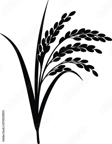 Vector silhouette rice plant agricultural food crop illustration