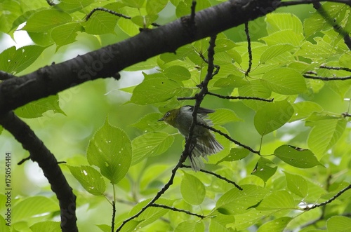 Japanese White-eye (Mejiro): [Zosterops japonicus], a bird classified under the order Passeriformes, family Zosteropidae, genus Zosterops