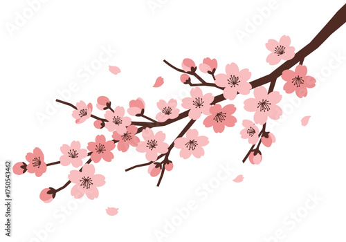 Blooming Cherry Blossom Branch with Delicate Pink Flowers and Buds.