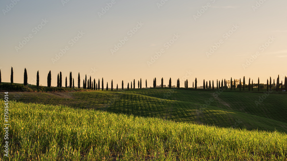 Obraz premium spring countryside landscape of a sunset over the tuscany hills , Italy