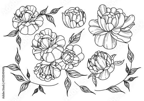 Peony flower line doodle set for tattoo design