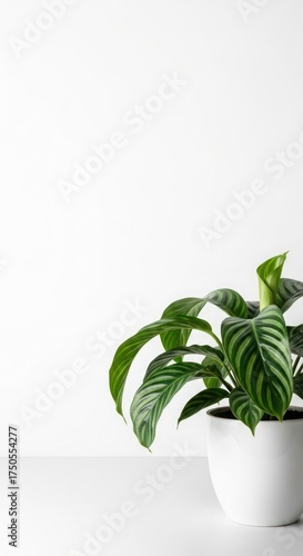 A vibrant green prayer plant in a white pot sits against a minimalist white background, showcasing its striped leaves.