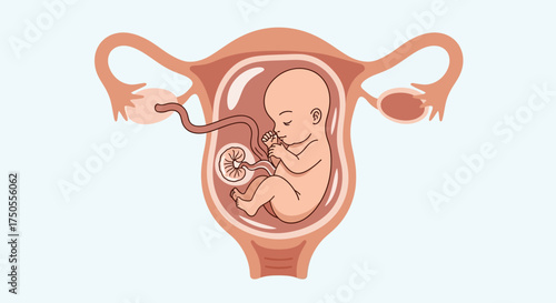 Illustration of a developing fetus inside the uterus, depicted against a white background with a medical diagram style and warm, anatomical colors.
