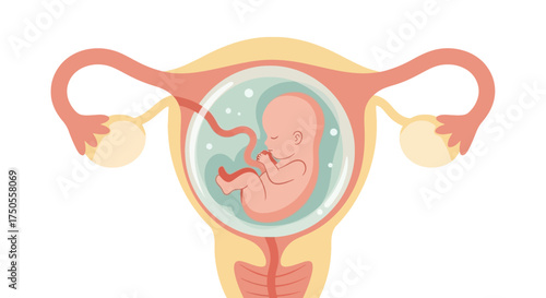 Illustration of a human fetus inside the uterus, presented as a clean, colorful vector on a white background, with a focus on prenatal development.