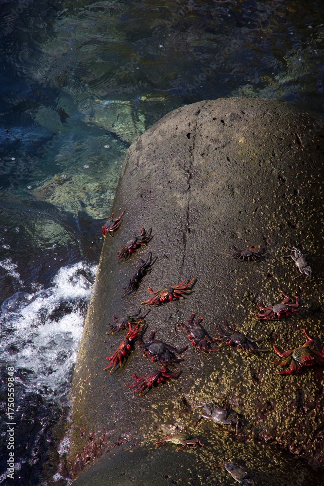 Fototapeta premium crabs on a rock