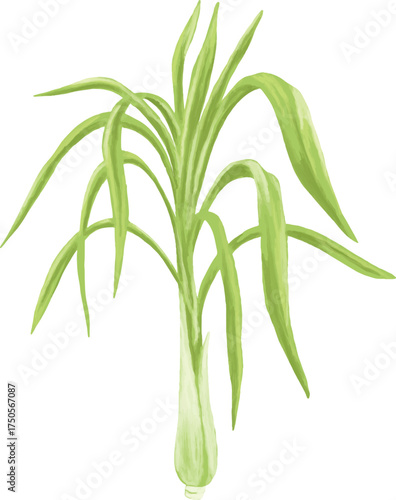 Lemongrass Botanical Digital Painting – Herbal Plant and Essential Oil Illustration