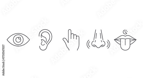A line drawing of the five human senses: sight, hearing, touch, smell, and taste.
