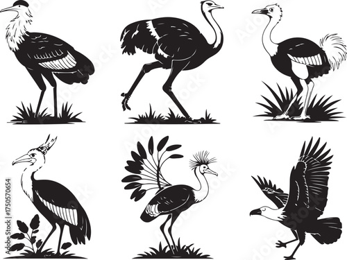 Exotic birds collection, detailed black silhouettes