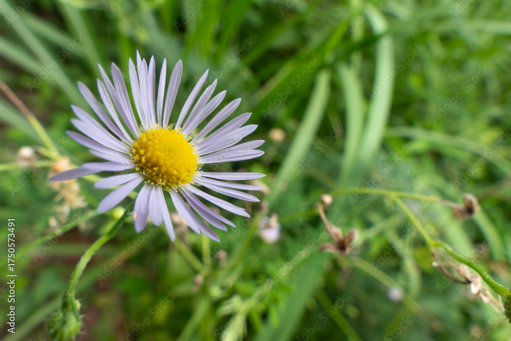 Obraz premium 野原に淡い紫のヒメジョンが咲いていた