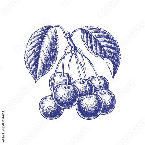 Wallpaper Mural Hand drawn cherry branch isolated on white background, featuring ripe cherries and detailed leaves in blue ink Torontodigital.ca