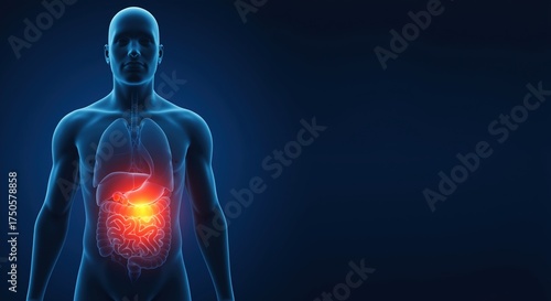 Medical illustration of stomach pain in human digestive system. 3d rendering of abdominal anatomy showing inflammation and disease. Gastroenterology concept with copy space