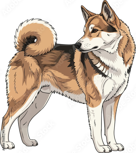 East Siberian Laika dog standing looking back vector illustration