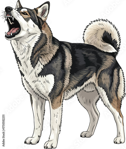 East Siberian Laika dog barking aggressive alert vector illustration
