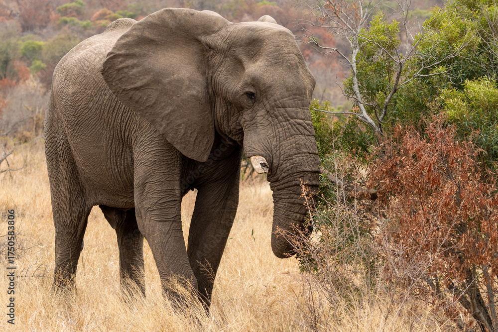 Fototapeta premium Elephant with a broken tusk