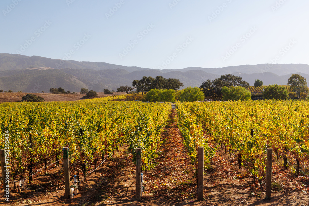Obraz premium Sunny California vineyard landscape with green vines, blue sky