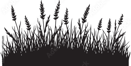Black silhouette of grass and wheat stalks black and white