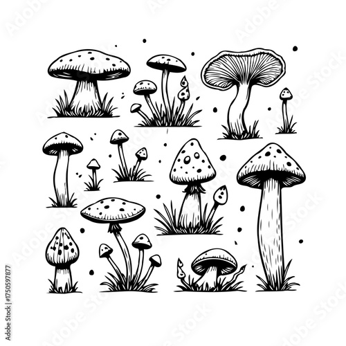 Drawn diverse fungal varieties clustered in organic composition for botanical study and earthy