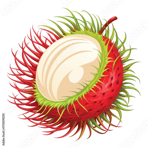A vibrant illustration of a rambutan fruit cut in half showing its flesh