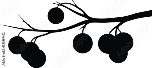 Vector silhouette branch with plums or cherries illustration