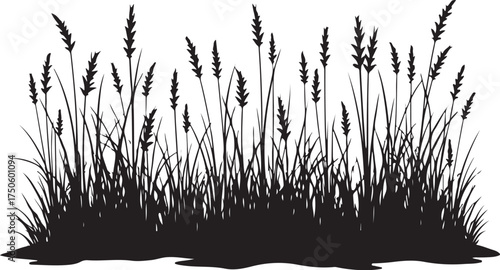 Black silhouette of tall grass and reeds white