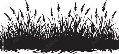 Black silhouette of tall grass and seed heads white