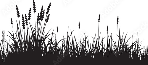 Black silhouette of tall grass and wheat stalks black and white
