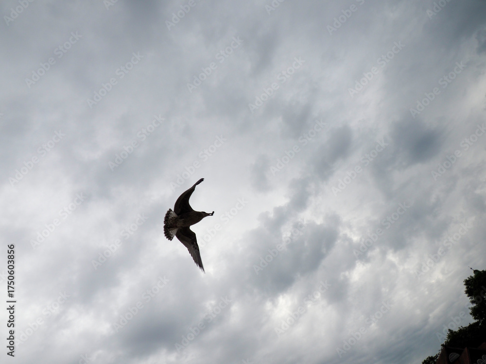 Fototapeta premium Isolated Common Swift Bird in Mid-Flight Against a Stormy and Cloudy Overcast Sky