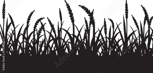 Black silhouette of wheat stalks and grass white