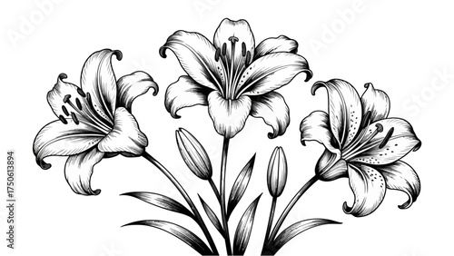 Black and white drawing of three lily flowers with buds and leaves on white background