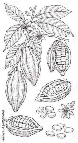 Cocoa Plant Illustration - Detailed Botanical Drawing of Cacao Tree.