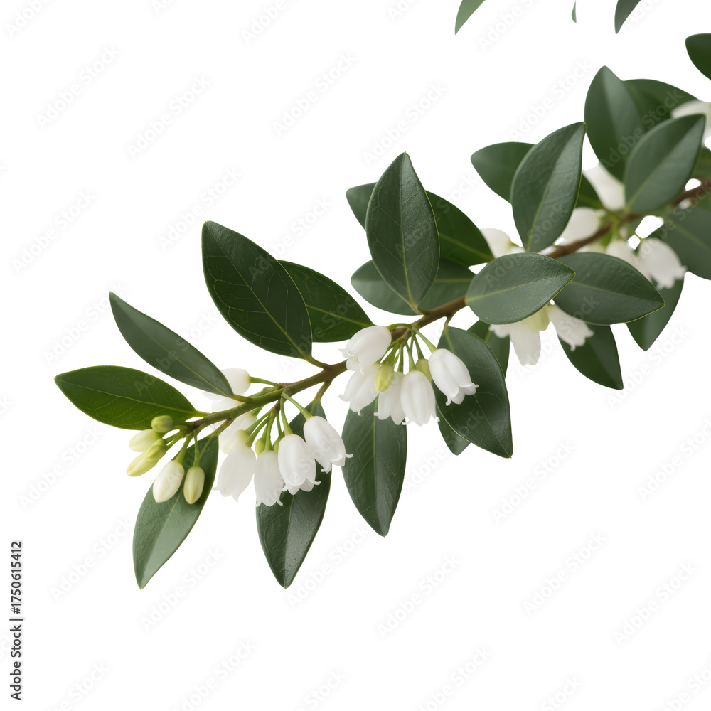 Obraz premium Delicate white blooms and glossy green foliage against a simple contrasting setting