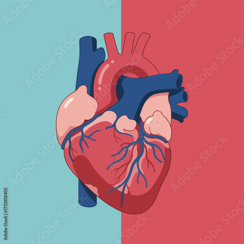 Detailed Human Heart Anatomy: Cardiovascular System Illustration