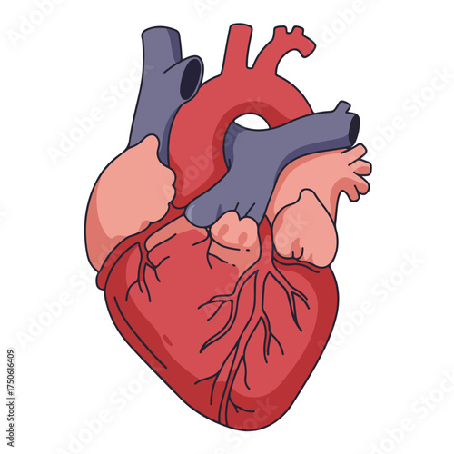 Detailed Human Heart Anatomy: A Close-Up View of the Cardiac Organ