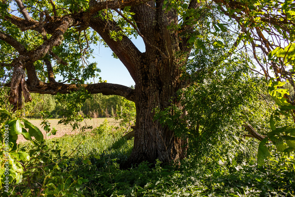 Fototapeta premium Mighty ancient oak tree with thick trunk and green foliage under a sunny sky, bordering a distant field